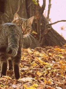 kot w lesie,jesień w lesie,jesien w lesie