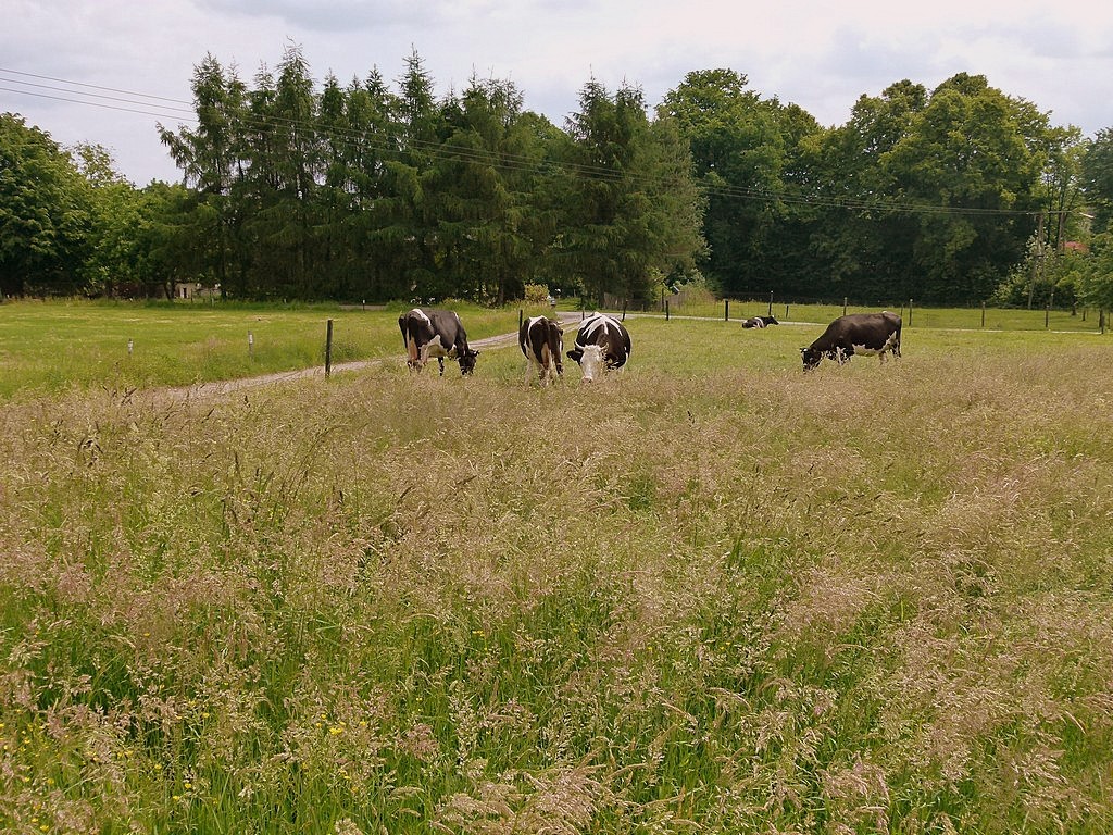 Czechowice-Dziedzice. Toskańskie krowy może i wyglądają inaczej, ale te czechowickie tworzą równie sielski krajobraz.